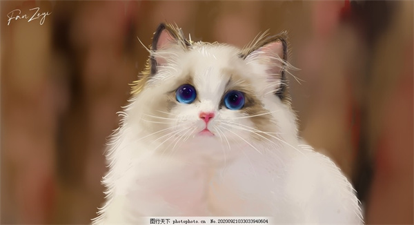 上海静安区布偶猫一般怎么卖？上海布偶猫一般多少钱？