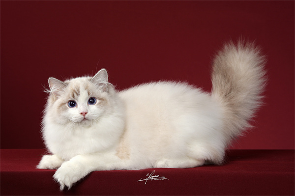 北京短毛暹罗猫，长得甜美可人