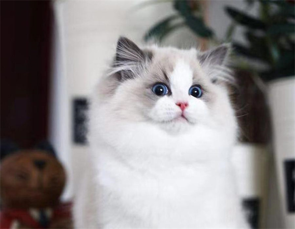 苏州姑苏区布偶猫大概什么价钱？苏州布偶猫一只多少钱？
