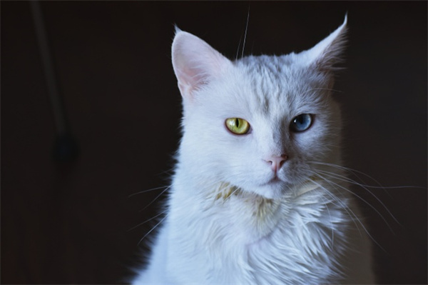长沙天心区暹罗猫一般预算什么价位？长沙暹罗猫多少钱可以买？
