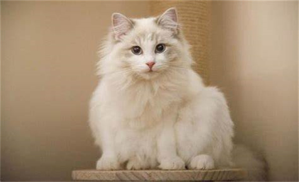 武汉蔡甸区布偶猫宠物店排行榜-武汉布偶猫大概怎么卖？