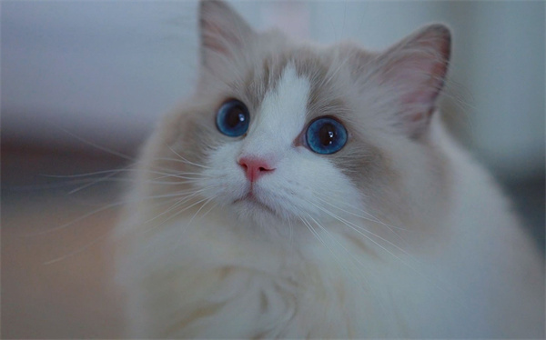 天津河西区特价暹罗猫小猫咪，三位数出，五十天