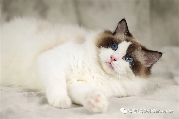 沈阳铁西区自家养的血统布偶猫出售，沈阳自提