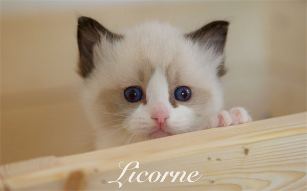 昆明五华区自家养的纯色布偶猫出售，昆明自提