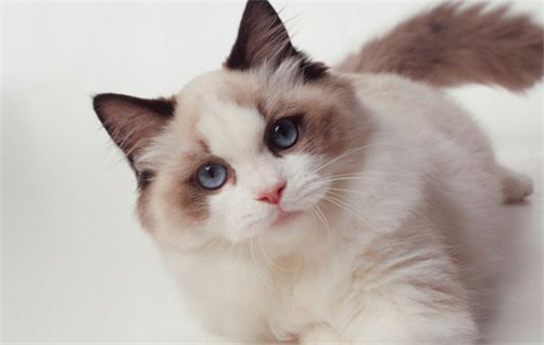 上海静安区布偶猫一般怎么卖？上海布偶猫一般什么价格？