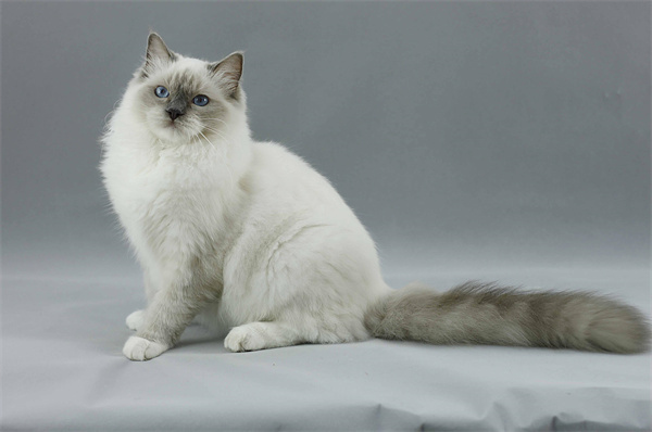深圳罗湖区出纯血布偶猫足月猫一只，预定价格美丽大方