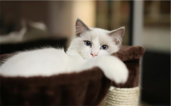 上海静安区布偶猫一般怎么卖？上海布偶猫价格在多少？