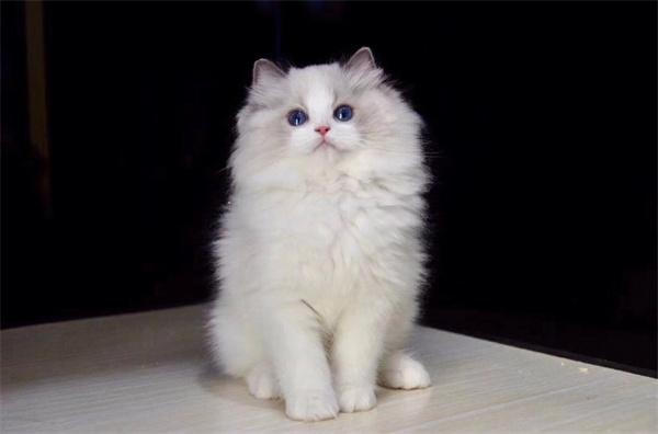 哈尔滨阿城区自己买的暹罗猫，老婆怀孕了没法养了