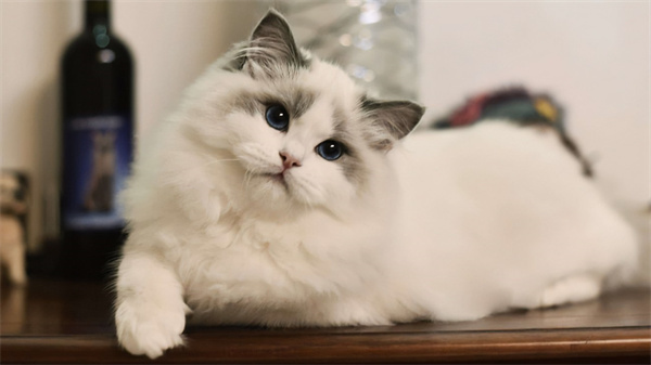 西宁城北区自己买的布偶猫，因过敏不能养了