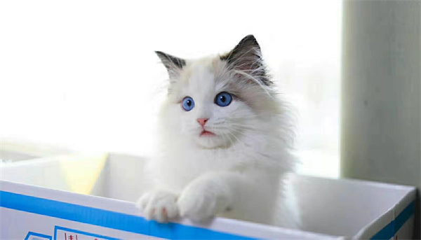 广州在哪里有布偶猫卖，一般什么价格？