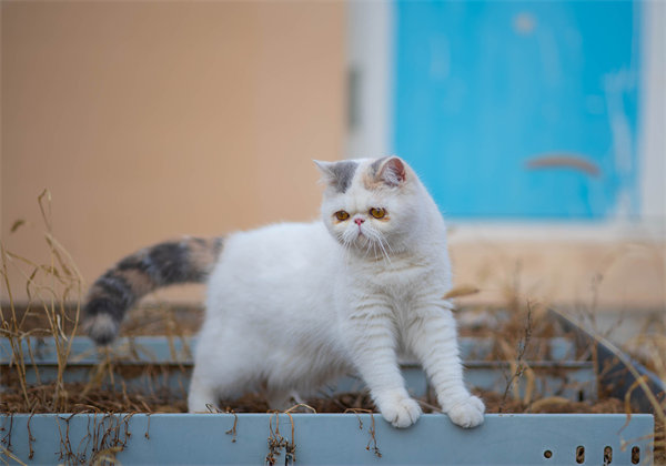 贵阳花溪区加菲猫猫咖在哪儿 贵阳加菲猫价格？