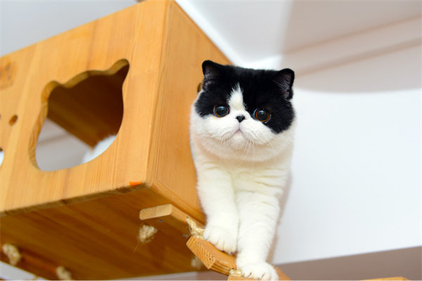 哈尔滨平房区在哪里有卖加菲猫的猫舍——一般多少钱？