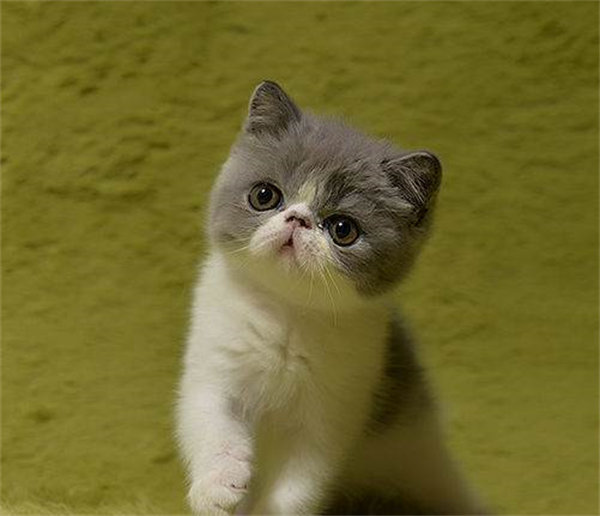 成都成华区特价加菲猫小猫，小三位领养，十一周