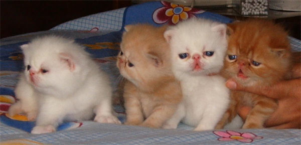 郑州二七区自己买的加菲猫，和女朋友分手了，低价出