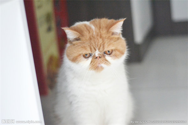 哈尔滨道里区特价加菲猫小奶猫，四位数领养，七十天