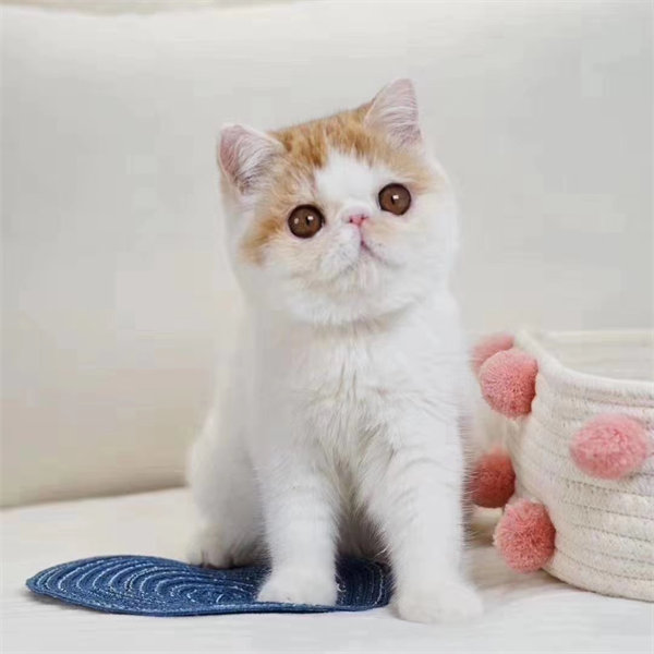 哈尔滨平房区特价加菲猫小猫，小三位出，一个月