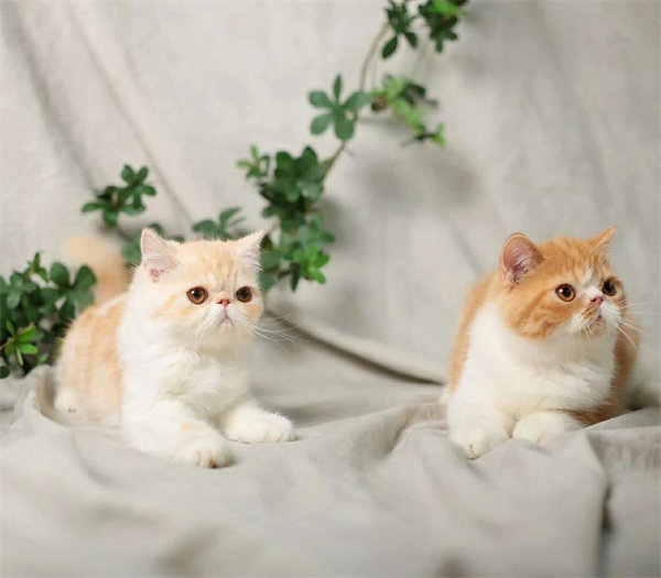 石家庄长安区自家养的纯色加菲猫找新家咯，可先预定