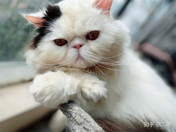 南昌东湖区自家的短毛加菲猫找新家咯，现场免费测试猫瘟
