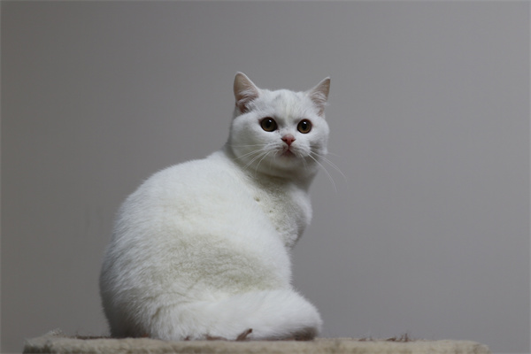 长春宽城区出纯色银渐层猫小猫咪一只，已驱虫