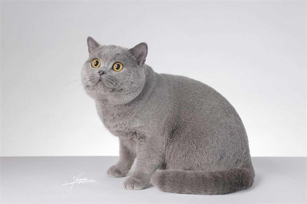 郑州上街区出纯色银渐层猫小猫一只，已驱虫
