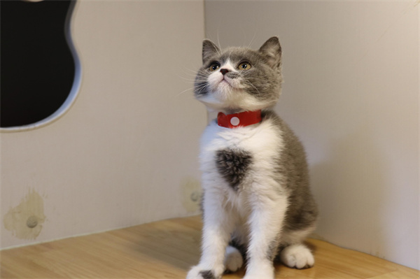 长沙望城区银渐层猫哪里可以买到 长沙银渐层猫大概多少钱一只？