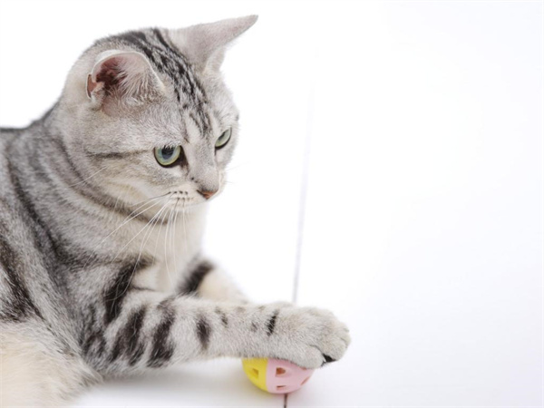 西宁湟中区美短猫宠物市场地址——西宁美短猫有便宜的吗？