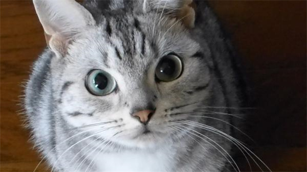 哈尔滨松北区美短猫宠物店哪里有，哈尔滨美短猫一只需要多少钱？