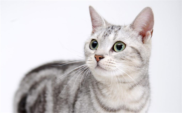 昆明五华区个人养的纯血美短猫找新家咯，育苗齐全
