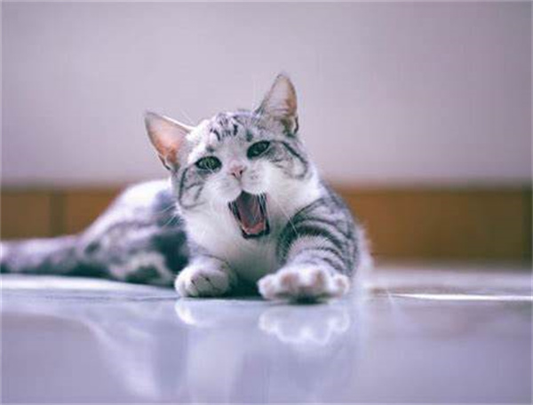 天津西青区美短猫哪里可以买 天津美短猫宠物店排行榜