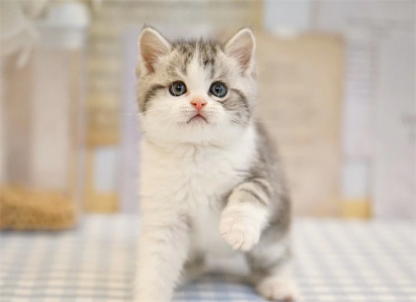 南昌青云谱区自家的折耳美短猫出售，南昌自提