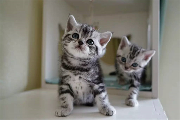 天津西青区美短猫哪里可以买？天津美短猫最近的在哪里