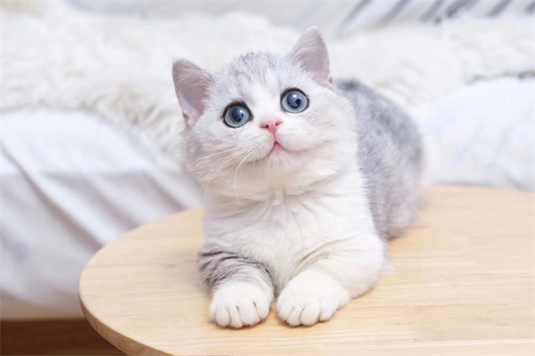 济南血统美短猫，长得甜美可人