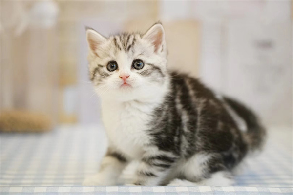 太原尖草坪区特价美短猫小猫，四位数出，一百天
