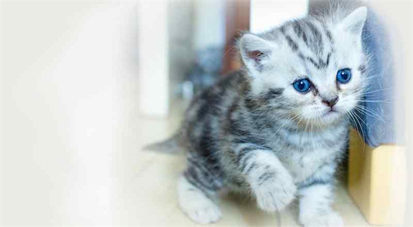 合肥美短猫普遍价位是多少？合肥瑶海区美短猫宠物店在哪