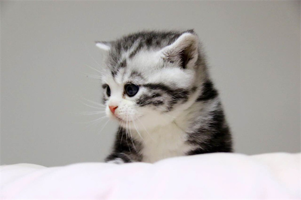 天津美短猫4只，是母猫，九周，猫在河西区