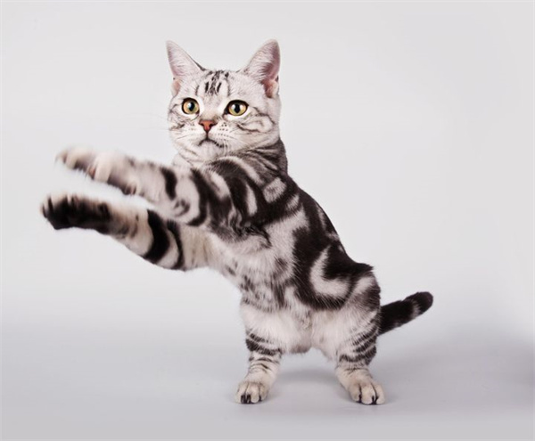 苏州在哪里可以快速借配美短猫 昆山美短猫借配、品相完美