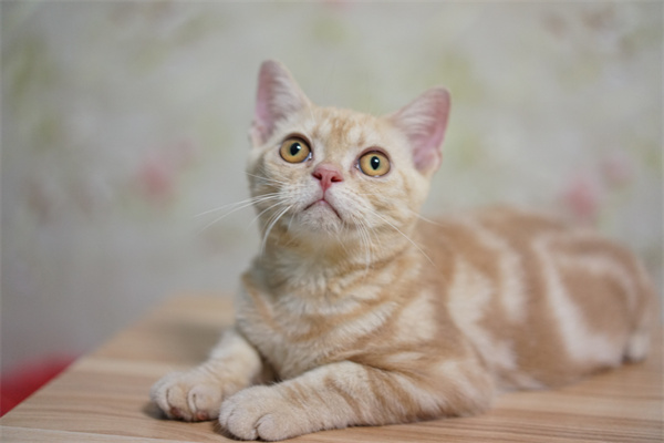 青岛市北区自家的短毛美短猫出售，青岛自提