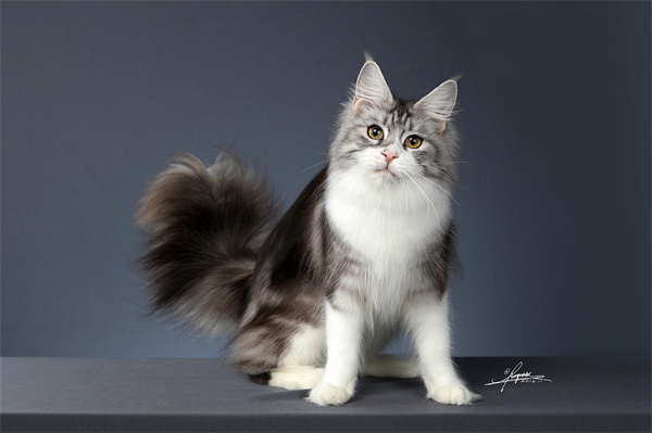 济南历下区出纯种缅因猫奶猫一只，价格美丽