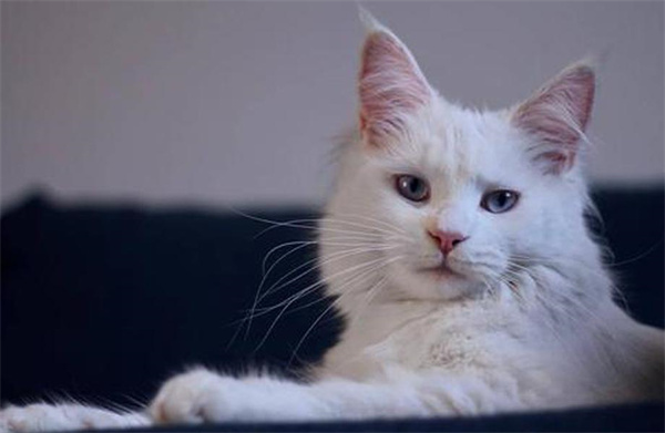 青岛黄岛区自家养的纯血森林猫出售，青岛自提