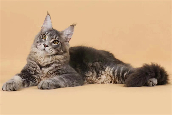 合肥蜀山区自己买的缅因猫，因在家时间不多，没法照顾小猫