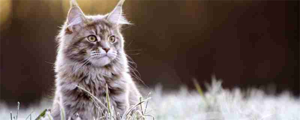 青岛城阳区森林猫多少钱一只？青岛森林猫一般多少价格？