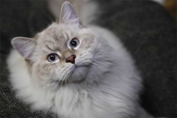 西安长安区个人养的短毛缅因猫预定，西安自提