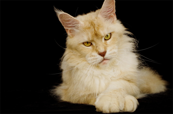 昆明东川区森林猫猫咖排行榜 昆明森林猫一般什么价？